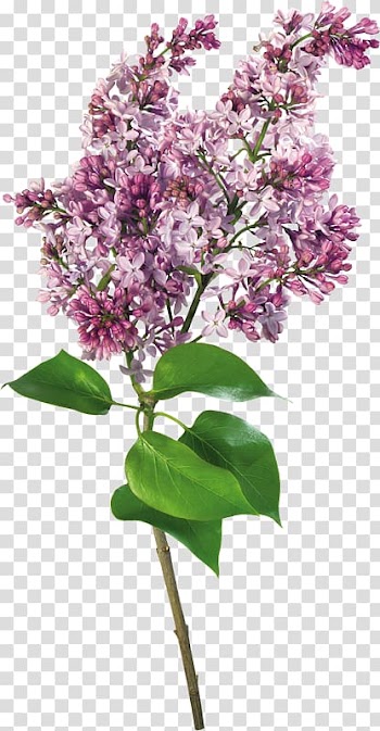Pink lilac flowers in bloom, Lilac , Lilac transparent background PNG clipart