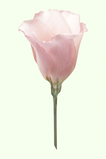 Pink lisianthus, blooming flower clipart | Free PSD - rawpixel