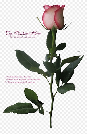 Pink Long Stemmed Rose By Thy Darkest Hour - Pink Long Stem Rose