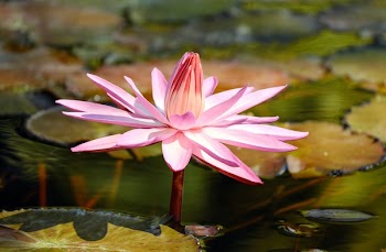 Pink Lotus