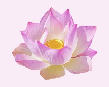 Pink lotus, blooming flower clipart | Free Photo - rawpixel