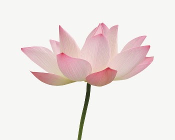 Pink lotus  collage element | Free PSD - rawpixel