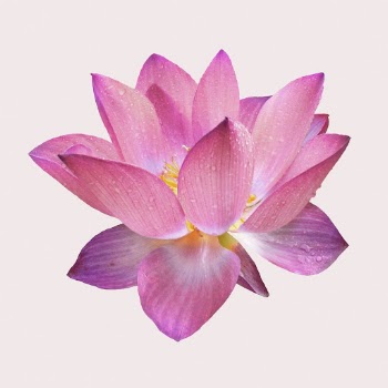 Pink lotus, flower collage element | Free PSD - rawpixel