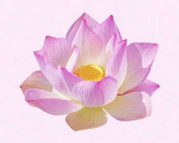 Pink lotus, flower collage element | Free PSD - rawpixel