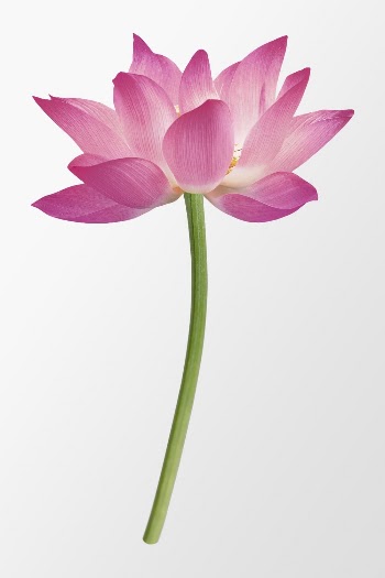 Pink lotus, flower collage element | Free PSD - rawpixel