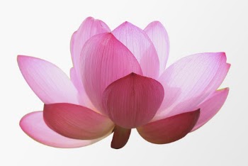 Pink lotus, flower collage element | Free PSD - rawpixel