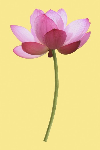 Pink lotus, flower collage element | Free PSD - rawpixel