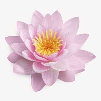 Pink lotus flower isolated image | Free PSD - rawpixel