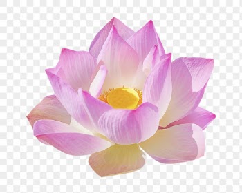 Pink lotus png, flower collage | Free PNG - rawpixel