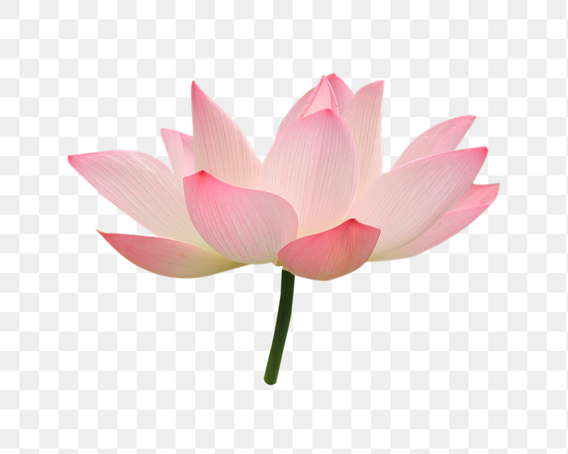 Pink lotus png flower sticker, | Free PNG - rawpixel