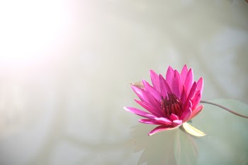Pink Lutos Flower