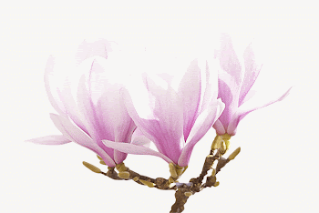 Pink magnolia flower, isolated botanical | Free PSD - rawpixel