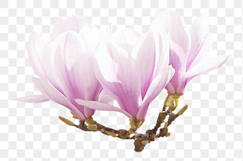 Pink magnolia flower png sticker, | Free PNG - rawpixel