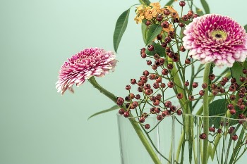 Pink marigold flowers and red | Free Photo - rawpixel