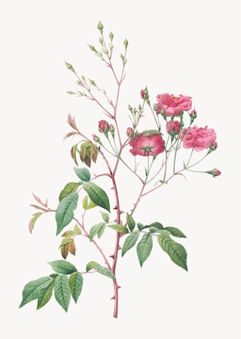 Pink noisette roses | Free stock vector - 574319