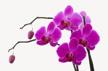 Pink orchid, botanical collage element | Free PSD - rawpixel