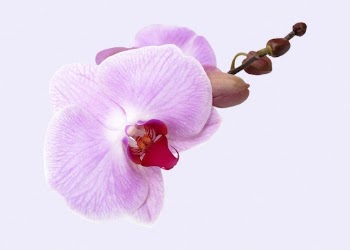 Pink orchid, flower collage element | Free PSD - rawpixel