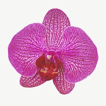 Pink orchid flower collage element | Free PSD - rawpixel