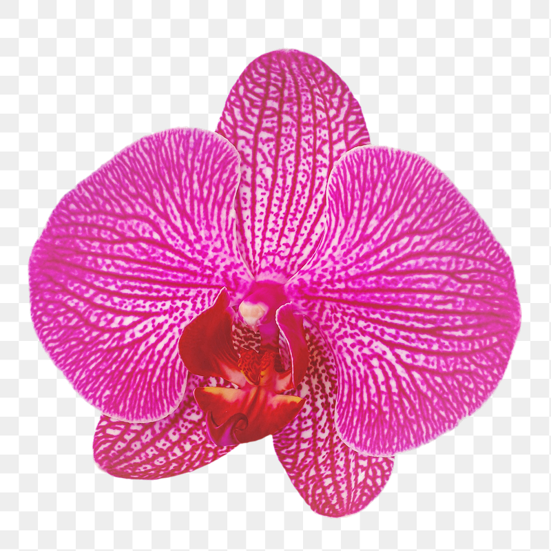 Pink orchid flower png sticker, | Free PNG - rawpixel