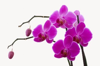 Pink orchid, isolated on white | Free Photo - rawpixel