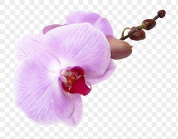 Pink orchid png, doritaenopsis flower | Free PNG - rawpixel