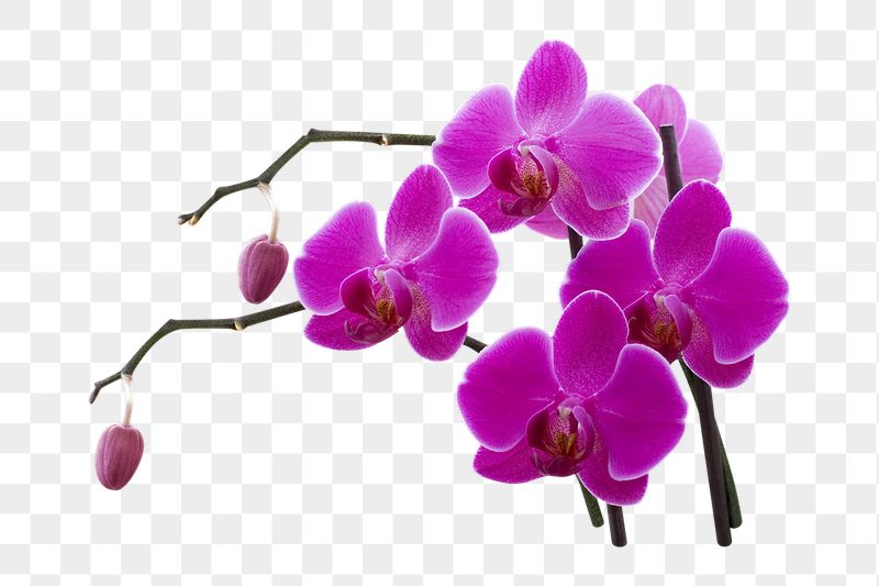 Pink orchid png sticker, transparent | Free PNG - rawpixel