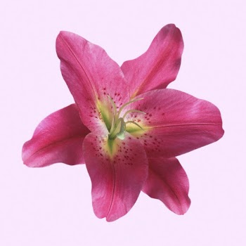 Pink oriental lily, flower collage | Free PSD - rawpixel