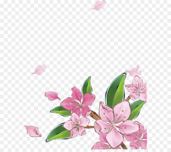 Pink Peach Blossom Vector 