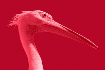 Pink pelican