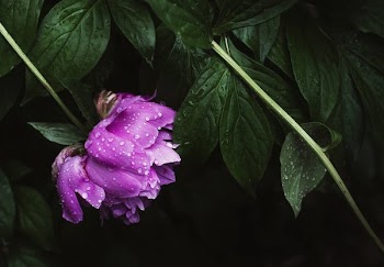 Pink Peonies Flowers In Bloom