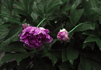 Pink Peony Blossoms