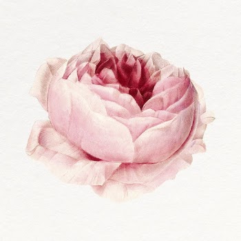Pink peony clipart, vintage flower | Free Photo - rawpixel