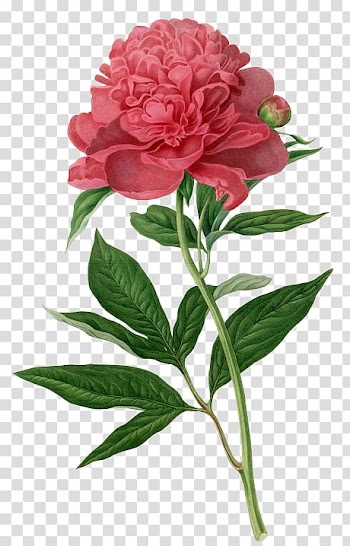 Pink peony flower art, Botanical illustration Botany Drawing Watercolor painting, peony transparent background PNG clipart
