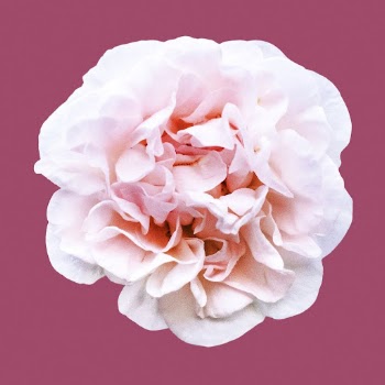 Pink peony, flower collage element | Free PSD - rawpixel