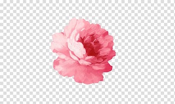 Pink peony flower illustration, Paper T-shirt Flower Sticker Watercolor painting, Red Peony transparent background PNG clipart