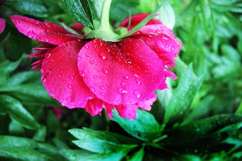 Pink Peony Flower in Closeup Photography