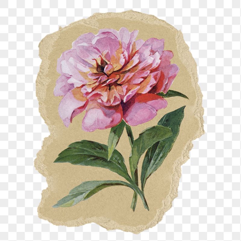 Pink peony flower png sticker, | Free PNG - rawpixel