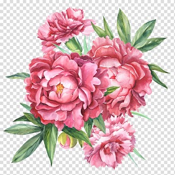 Pink peony flowers illustration, Floral design Carnation Botanical illustration Flower bouquet Botany, flower transparent background PNG clipart