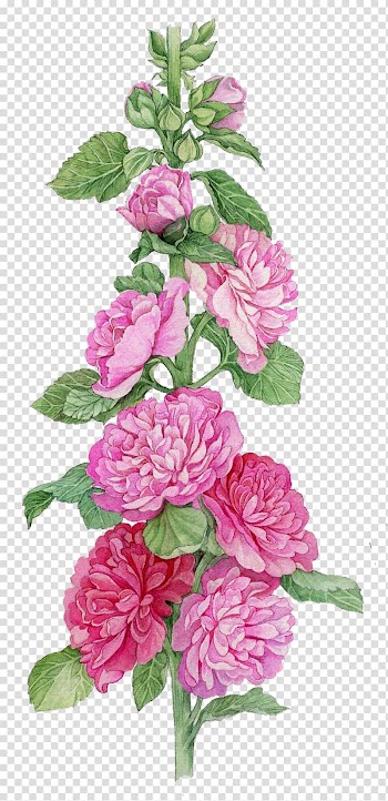 Pink peony flowers illustration, Flower Watercolor painting Botanical illustration Mallow Art, hand painted flower transparent background PNG clipart