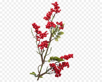 Pink Peppercorn, Aquifoliales, Silver Buffaloberry, Flower, Flowering Plant PNG