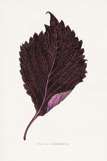 Pink Perilla Nankinensis leaf illustration | Free Photo Illustration - rawpixel