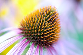 Pink Petal Flower