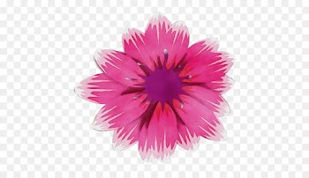 pink petal flower gerbera plant