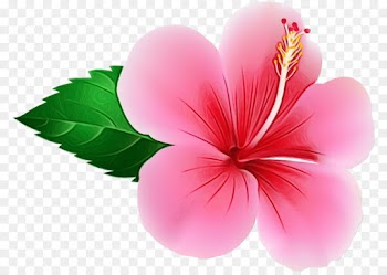 pink petal flower hibiscus plant