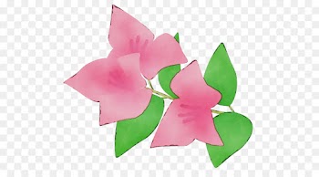 pink petal flower plant wheel