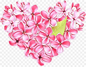 pink petal frangipani heart flower