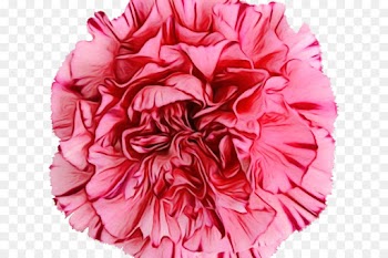pink petal pom-pom flower cut flowers