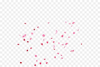 Pink Petal Rose Flower - Rose petal 