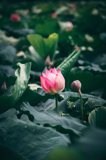 pink petaled flower