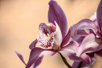 Pink Petaled Flower